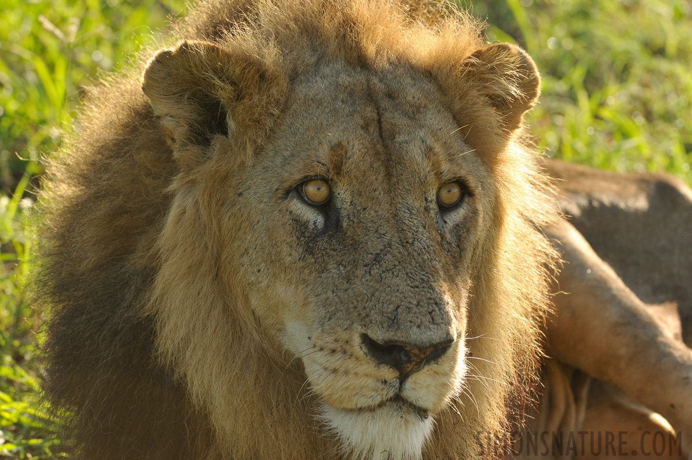 Panthera leo melanochaita [280 mm, 1/640 sec at f / 8.0, ISO 1000]